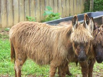 miniature donkeys new jersey