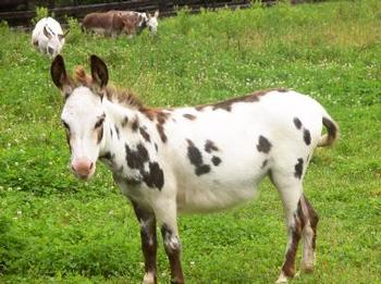 miniature donkeys new jersey