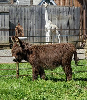 mini donkeys for sale NJ
