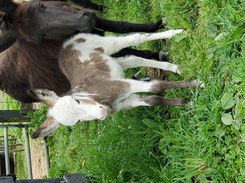 miniature donkeys
