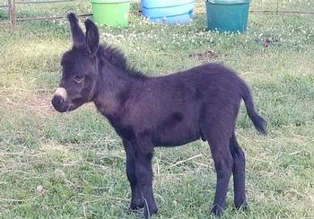 miniature donkeys