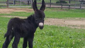 miniature donkeys