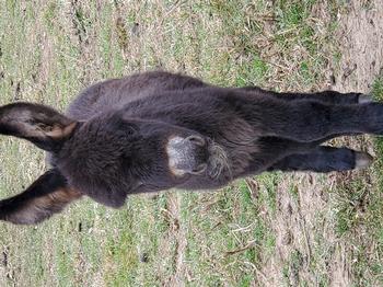 miniature donkeys New Jersey
