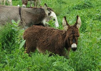 miniature donkeys New Jersey