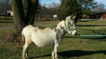 miniature donkeys new jersey