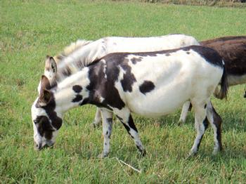 miniature donkeys new jersey