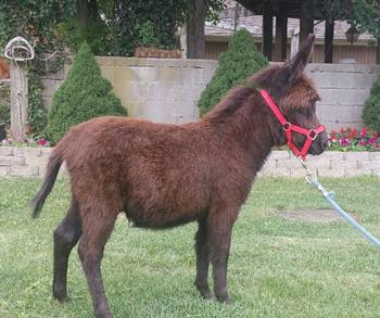miniature donkeys