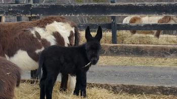 miniature donkeys