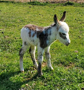 miniature donkeys
