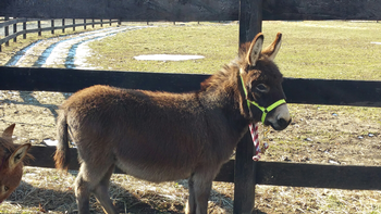 miniature donkeys new jersey