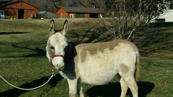 miniature donkeys new jersey