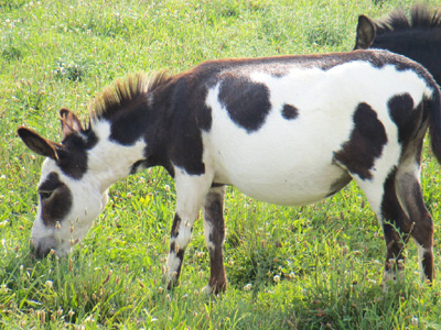 miniature donkeys NJ