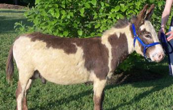 wooly mini donkeys