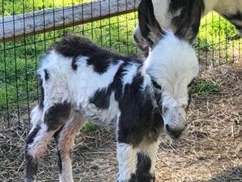 miniature donkeys