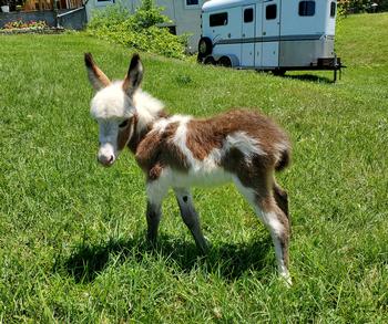 miniature donkeys