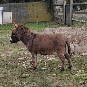 miniature donkeys New Jersey