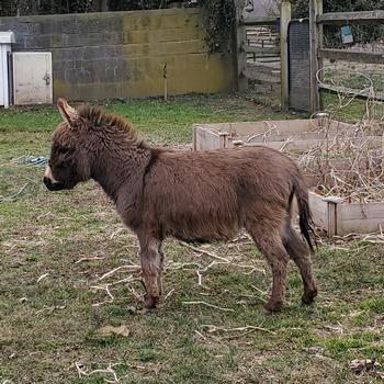 miniature donkeys