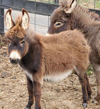 miniature donkeys