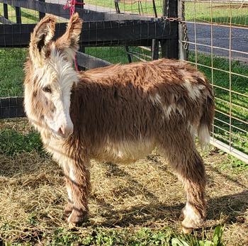 miniature donkeys