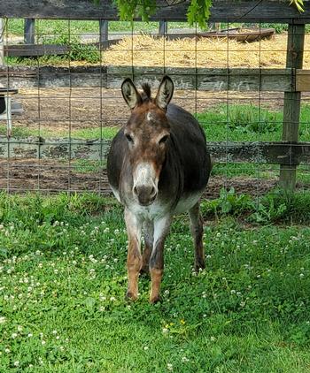 miniature donkeys