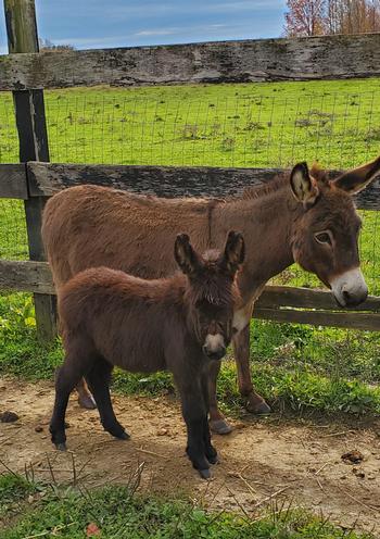 miniature donkeys