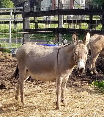 miniature donkeys