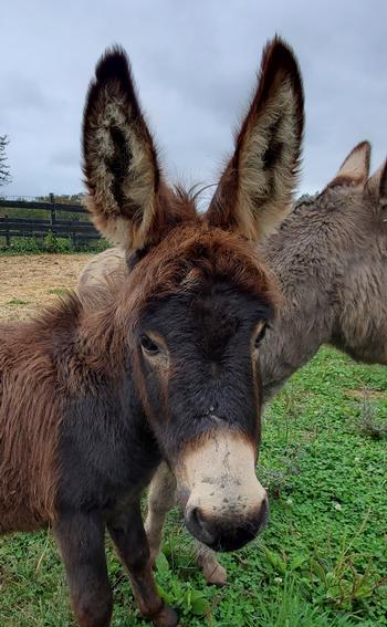 miniature donkeys New Jersey