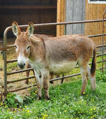 miniature donkeys New Jersey