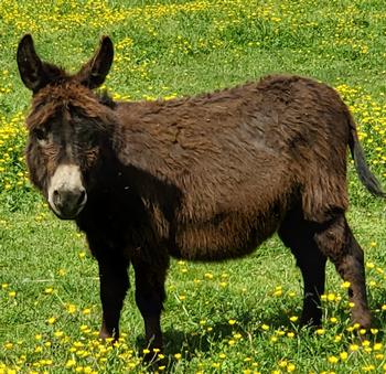 miniature donkeys