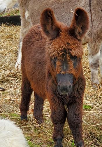 miniature donkeys