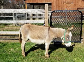 miniature donkeys