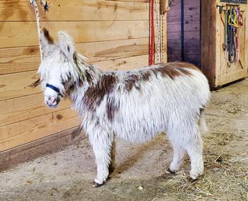 miniature donkeys