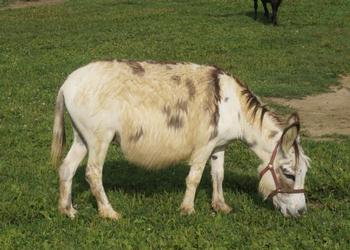 miniature donkeys new jersey