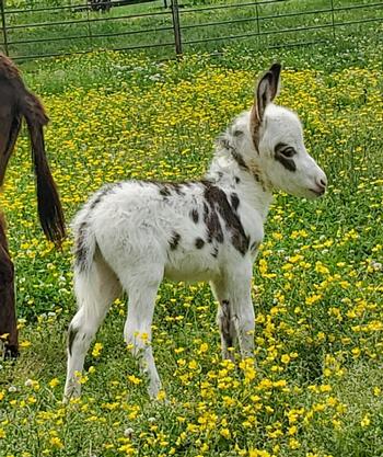 miniature donkeys