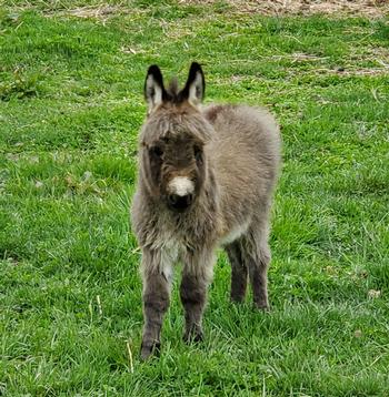 miniature donkeys