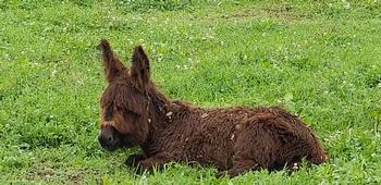 miniature donkeys