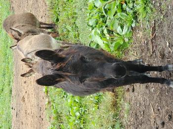 miniature donkeys New Jersey