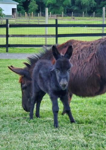 miniature donkeys