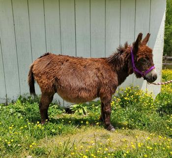 miniature donkeys