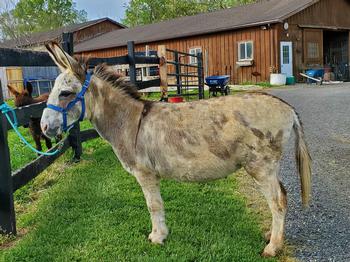 miniature donkeys