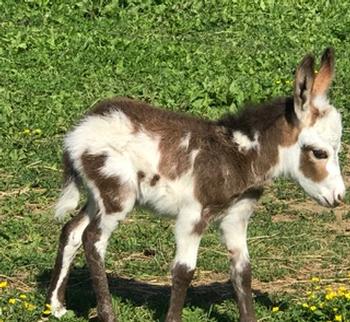 miniature donkeys