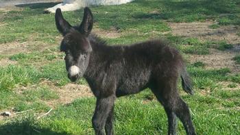 miniature donkeys