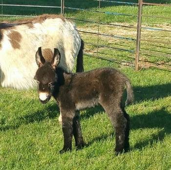 miniature donkeys
