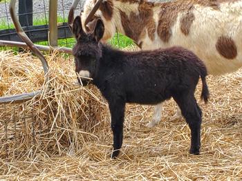 miniature donkeys