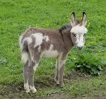 miniature donkeys