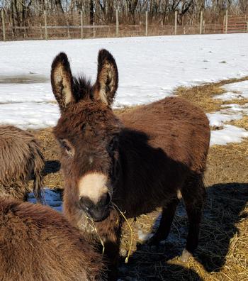 miniature donkeys New Jersey