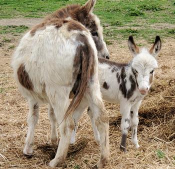miniature donkeys New Jersey