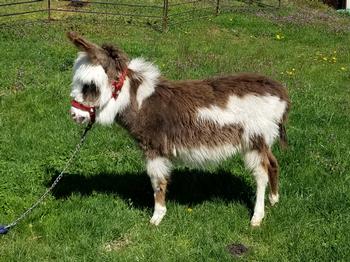 miniature donkeys