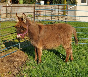 miniature donkeys