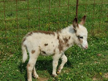 miniature donkeys